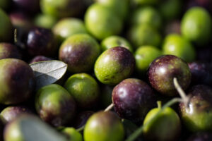 Olive in salamoia